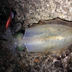 アオリに会えた